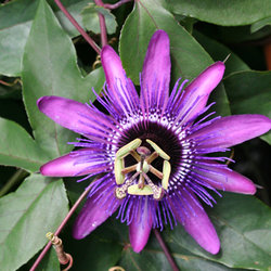 Passiflora: o calmante natural