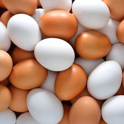 O ovo aumenta o colesterol?